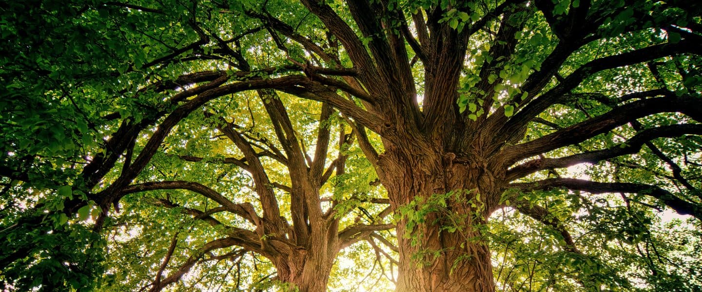 Blog banner for Naturopathy article.